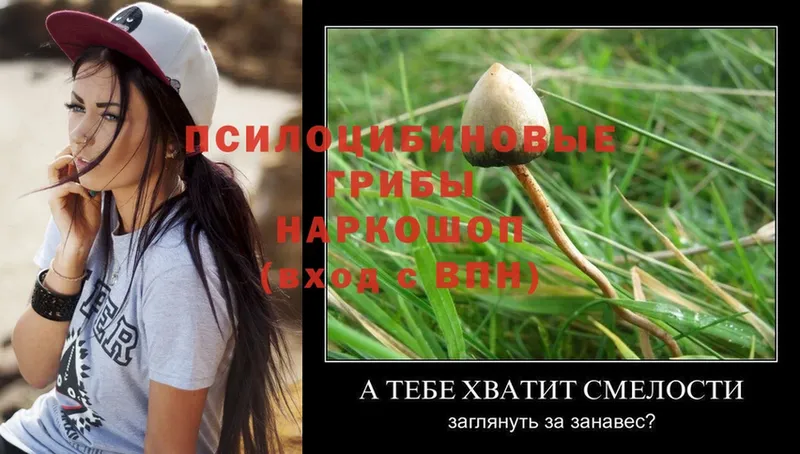 omg вход  Анапа  Галлюциногенные грибы Psilocybe 